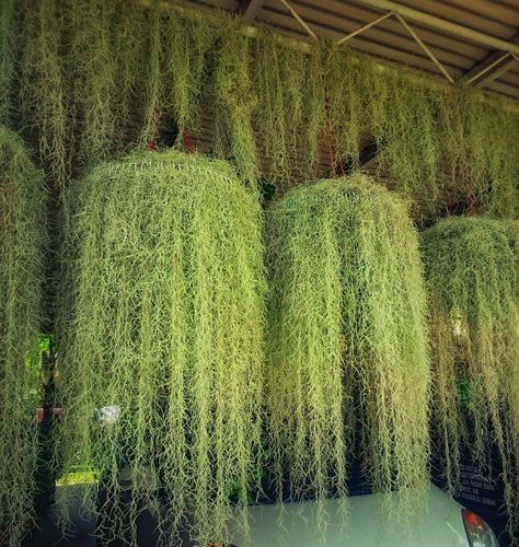 Hanging Garden Aesthetic, Spanish Moss Ideas, Spanish Moss Indoor, Spanish Moss Decor, Hanging Spanish Moss, Hanging Moss, Tillandsia Usneoides, Gravel Landscaping, Vertical Garden Design