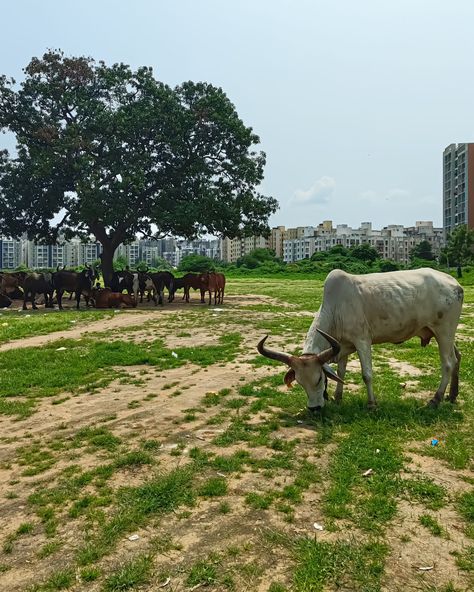 Being different from the rest of the crowd... #cow #farmer #indianphotography #india #cows #cattle #grass #animalphotography #animals #nothingphotography #nothingphone2 #nothingphone2photography #mobilephotography #mobile #mastergarachedits #mastergarachclicks #mastergarach Being Different, Indian Photography, Mobile Photography, Animal Photography, Farmer, Cow, India, Animals, Quick Saves