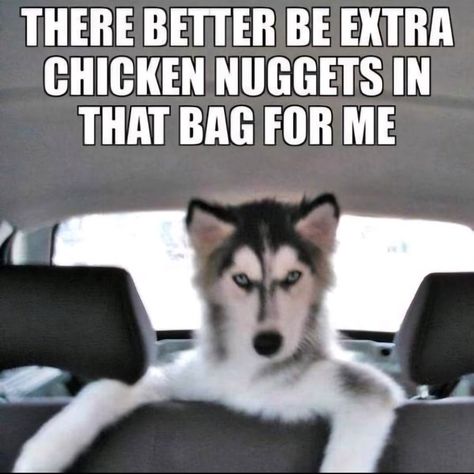 Husky Meme, Husky Quotes, Siberian Husky Funny, Funny Husky, Dog Cuddles, Husky Funny, Dog Quotes Funny, Siberian Huskies, Funny Dog Memes