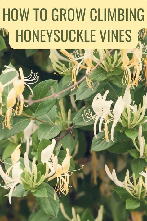 Growing climbing honeysuckle vines in your garden can add amazing displays of cascading flowers. Bees will LOVE your garden! And so will you ;) Climbing Honeysuckle, Honeysuckle Vines, Honeysuckle Plant, Love Your Garden, Wild Honeysuckle, Honeysuckle Vine, Vine Trellis, Bee Friendly Garden, Climbing Flowers