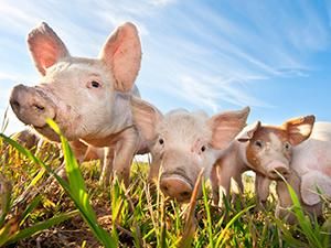 Farm-raised food disposals - Our dishwasher raises pigs, so the majority of the food waste goes to feeding them. A lot of residents worry about wasting food, so we reassure them that it’s not waste, it’s pig food! Animal Pc Wallpaper, Pc Wallpaper Full Hd, Farm Wallpaper, Big Pigs, Mercy For Animals, Wallpaper Full Hd, Factory Farming, Pig Farming, Animal Advocacy