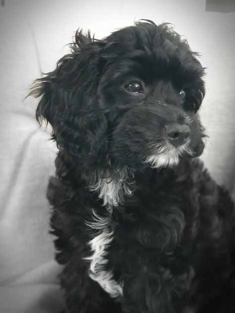 Cavoodle Puppy, Black Cockapoo, Cavapoo Dogs, Poodle Toy, Cute Small Dogs, Puppy Mom, Cockapoo Dog, Dog Mommy, Very Cute Puppies