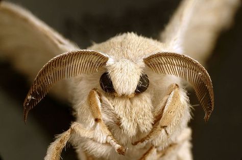 Insects have varying levels of adorableness. Here are the cutest ones we could find. Venezuelan Poodle Moth, Moth Symbolism, Silkworm Moth, Poodle Moth, Types Of Moths, Bombyx Mori, Moth Species, Cute Moth, Atlas Moth