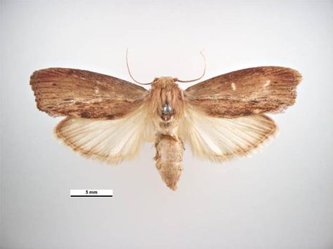 The Greater Wax Moth: It can hear the highest-known sound frequency, possibly to evade batty predators. Moth Life Cycle, Moth Cocoon, Wax Moth, Leopard Geckos, Bee Colony, Sound Frequencies, Leopard Gecko, Creepy Crawlies, Bee Keeping