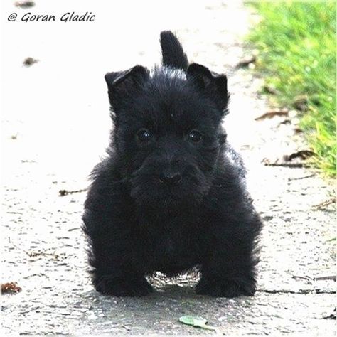 14 Distinguished Facts About Scottish Terriers | PetPress Scottie Puppy, Scottie Puppies, Scottish Terrier Puppy, Scottie Terrier, 200 Followers, Scotty Dog, Scottie Dogs, Scottish Terriers, Puppies And Kitties