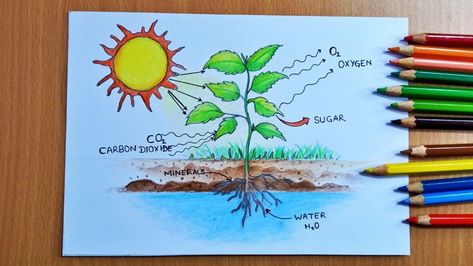 Photosynthesis Drawing, Photosynthesis Diagram, Photosynthesis Projects, Diagram Drawing, Project Work, Fun Summer Activities, Carbon Dioxide, Photosynthesis, Fun Activities