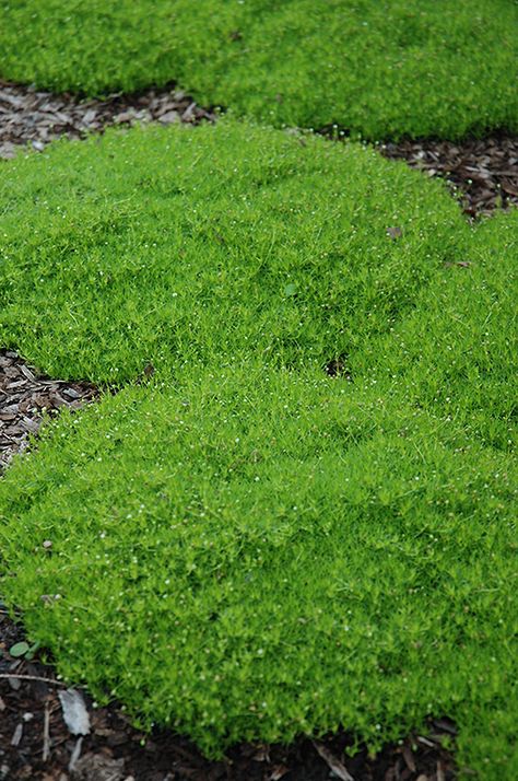 Click to view a full-size photo of Irish Moss (Sagina subulata) at Westwood Gardens Mossy Carpet, Irish Moss Ground Cover, Lawn Substitute, Evergreen Ground Cover Plants, Sagina Subulata, Garden Border Edging, Tattoo Plant, Landscaping Backyard, Alpine Garden