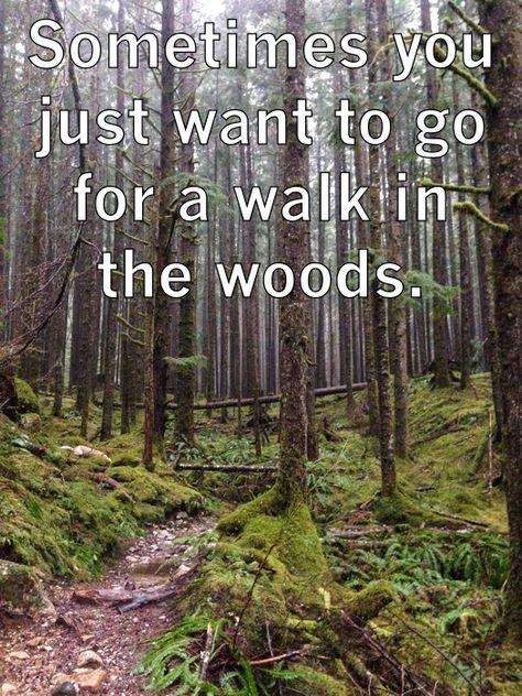 Sometimes you just want to go for a walk in the woods - moosefish.com Into The Woods Quotes, Amazing Trees, Dream Cabin, A Walk In The Woods, Going For A Walk, Go For A Walk, Relatable Things, Cascade Mountains, Walk In The Woods