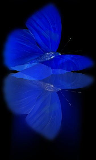 .Blue Image Bleu, Blue Aesthetic Dark, Behind Blue Eyes, Azul Indigo, Butterfly Images, Bed Time, Art Antique, Feeling Blue, Love Blue