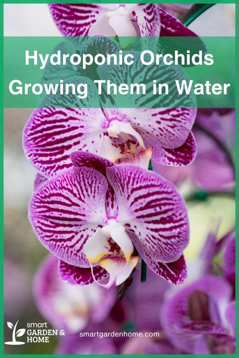 Celebrate Memorial Day by exploring the beauty of hydroponic orchids with Smart Garden and Home! Honor the day with vibrant blooms and innovative gardening techniques. Let's grow together and remember those who sacrificed for our freedom! Composting Methods, Orchids In Water, Orchid Varieties, Orchid Roots, Orchid Seeds, Cocoa Puffs, Growing Orchids, Gardening Techniques, Garden Compost