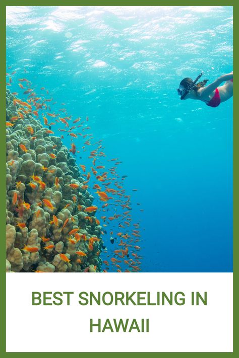 No matter which Hawaiian island you choose to visit, you will want to snorkel. Here’s the best snorkeling in Hawaii, also in the entire world. MADE WITH PINGENERATOR.COM Best Hawaiian Island, Hawaii Snorkeling, Maui Snorkeling, Trip To Maui, Best Snorkeling, Hawaii Volcano, Air Bnb, Beach Vacations, Hawaii Vacation