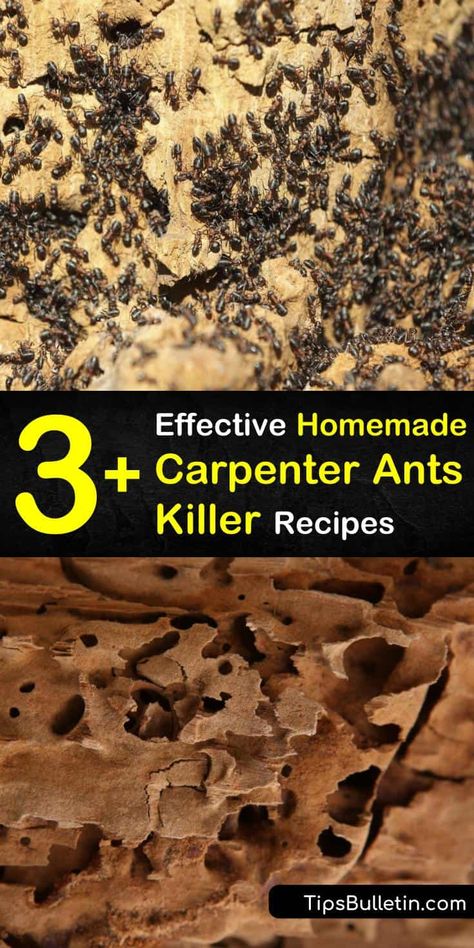 3+ Effective Homemade Carpenter Ants Killer Recipes Carpenter Ants In House Get Rid Of, How To Get Rid Of Carpenter Ants, Ant Repellent Diy Indoor Essential Oil, Carpenter Ants How To Get Rid Of, Ant Deterrent, Get Rid Of Carpenter Ants, Essential Oils Ants, Kill Carpenter Ants, Ant Killer Spray