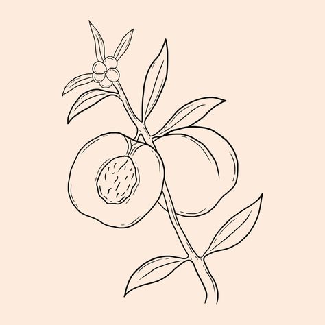 Peach Drawing Simple, Peach Line Drawing, Peach Outline Tattoo, Peach Tattoo Design, Simple Line Art Ideas, Apricot Tattoo, Simple Peach Tattoo, Peach Tree Tattoo, Peaches Tattoo