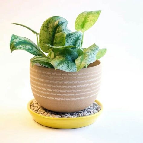 Houseplants: Does your planter need a saucer? Plant Pot Saucers Diy, Plant Saucers, Plant Saucer, Diy Planter, Office Plants, House Plant Care, Magical Garden, Indoor Gardening, Indoor Plant Pots