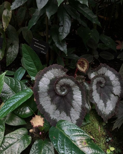 lost in the spiral of wonderland ✧₊⁺ ••• #botanicalgarden #aliceinwonderland #spiral #nature #tree #summer #whimsical Spiral In Nature, Maximalism Jewelry, Spiral Nature, Spiral Plant, Spirals In Nature, Spiral Tree, Golden Spiral, Tree Root, The Spiral