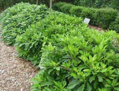 Wholesale Plants, Miss Muffet, Hedging Plants, Fragrant Garden, Formal Garden, Evergreen Plants, Native Garden, Plant List, Gold Nugget