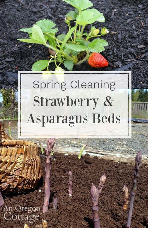 Simple steps and tips to clean up asparagus and strawberry beds in the spring to keep them growing all season long. Companion Planting Asparagus, Strawberry Asparagus Bed, Growing Asparagus In Containers, Asparagus Garden Bed, Growing Asparagus In Raised Beds, Growing Strawberries In Raised Beds, Strawberry Beds Ideas Diy, Strawberry Growing Ideas, Asparagus Bed