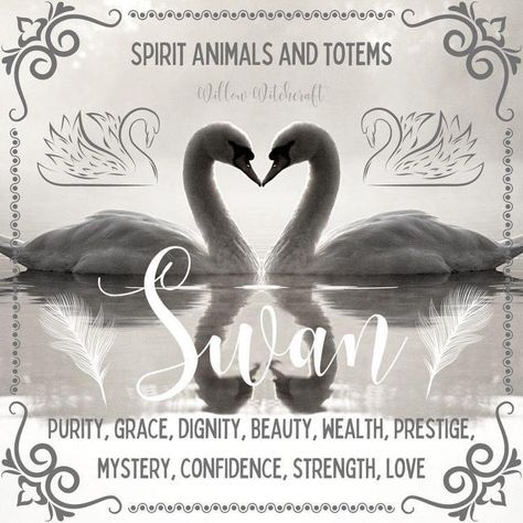 Swan Symbolism, Animal Totem Spirit Guides, Divination Witch, Spirit Animal Meaning, Animal Meanings, Wild Women Sisterhood, Witch Board, Spirit Animal Totem, Animal Communication