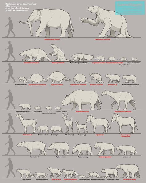 Prehistoric Period, Prehistoric Wildlife, Prehistoric World, Ancient Animals, Dinosaur Funny, Curious Creatures, Paleo Art, Extinct Animals, Unusual Animals