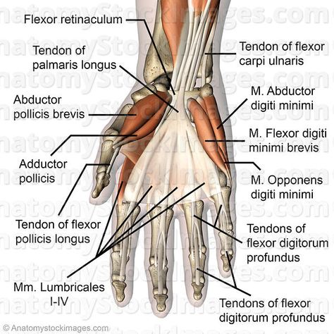 Anatomy Stock Images | hand-palmar-muscles-musculus-palmaris-longus-abductor-pollicis-brevis-adductor-flexor-digitorum-profundus-superficialis-oppon... Abductor Pollicis Brevis, Palmaris Longus, Human Body Anatomy, Hand Wrist, Body Anatomy, Massage Therapy, Muscles, Anatomy, Massage