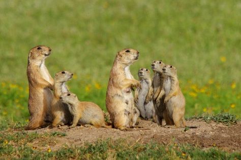 1. These prairie dogs are adorable. Places To Visit In Oklahoma, Brown Recluse Spider, Boston Photography, Wichita Mountains, Prairie Dogs, Brown Recluse, Travel Oklahoma, Millennium Park, Prairie Dog