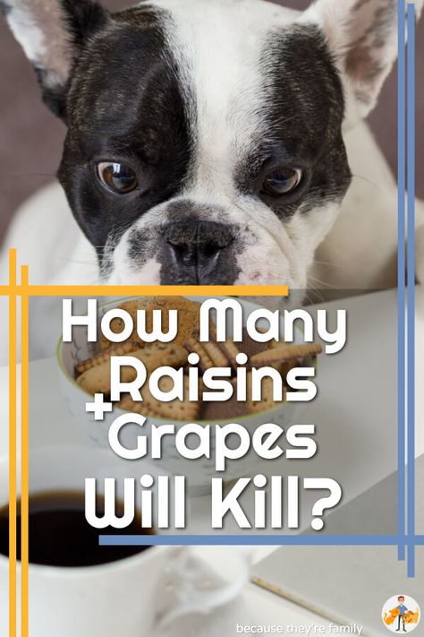 Raisin + Grape Poisoning in Dogs: How Many Will Kill? — Our Pets Health Intravenous Fluids, Dog Died, Vet Clinics, Dogs Pooping, Dog Eating, Medical History, Pet Stuff, Pet Health, Veterinarian