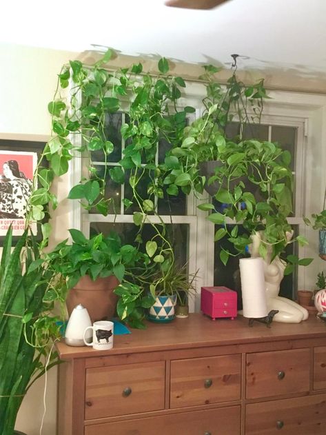 This pothos plant was let go and the results are fabulous. Who needs curtains when you have a pothos plant? Pothos plants are popular indoor plants because they are easy to care for and they grow like weeds. Plants For Apartments, Pothos Plant Decor, Pathos Plant, Pothos In Water, Pothos Plant Care, Pothos Vine, Plant Kitchen, Household Plants, Living Room Furniture Arrangement