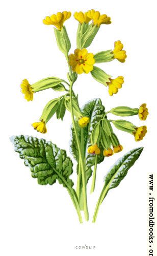 [Picture: Cowslip.] Primula Veris, Floral Drawing, Herbaceous Perennials, Botanical Painting, Botanical Drawings, Botanical Illustration, Botanical Art, Botanical Prints, Flower Drawing