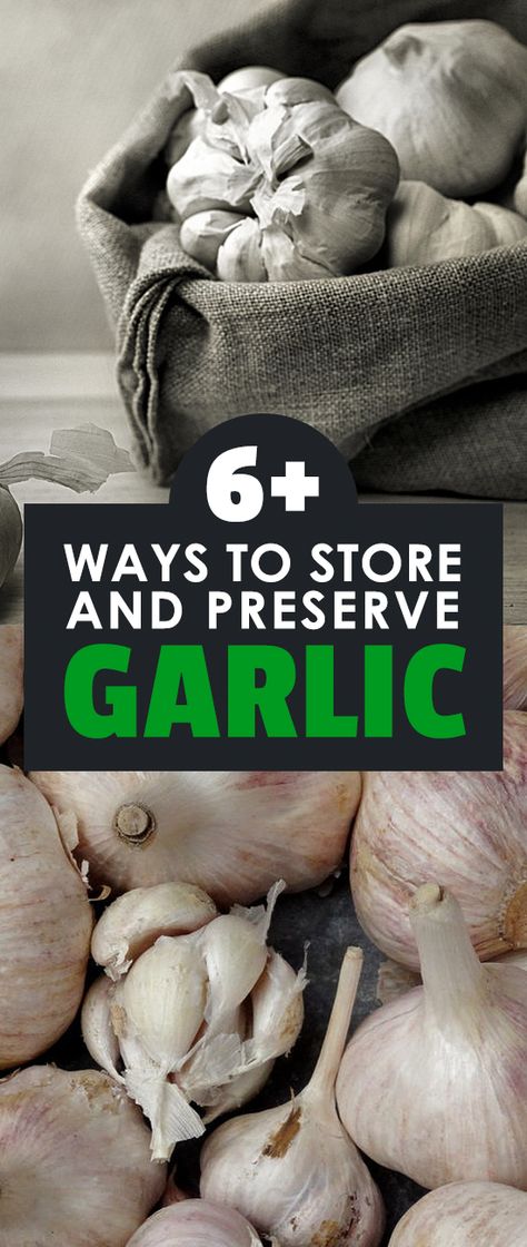 After growing or buying a fresh batch, it's important to store garlic properly. Storing garlic incorrectly can be dangerous! Preserve Garlic, Preserving Garlic, Storing Garlic, Store Garlic, How To Store Garlic, Garlic Storage, Be Dangerous, Garlic Bulb, Dehydrated Food