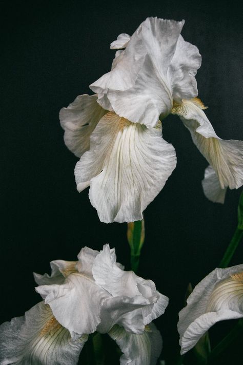 white flower with green leaves photo – Free Iris Image on Unsplash White Iris Flower, Purple And White Flowers, White Iris, Moth Orchid, Iris Flower, Orchid Purple, Shot Photo, Focus Photography, Blue Orchids