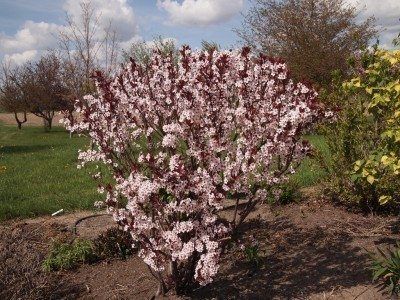 Purple Leaf Sand Cherry Care ? How And When To Prune Plum Leaf Sand Cherries Purple Leaf Sand Cherry, Sand Cherry, Deer Resistant Shrubs, Prune Plum, Plum Leaves, Cherry Plant, Small Pink Flowers, Tree Pruning, Garden Shrubs