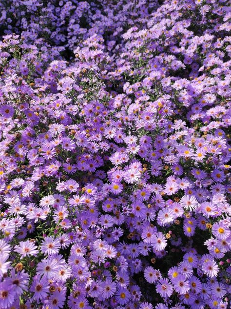 Chinese Aster Flower, Aster Flower Aesthetic, Aster Aesthetic, Asters Flower, Aromatic Aster, Aster Amellus, Daydream Aesthetic, Purple Aster, Outdoor Patio Ideas Backyards