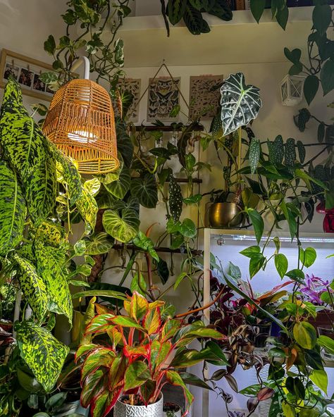 happiness is watching your plants grow 💚🌱 Grow Aesthetic, Forest Bedroom, Garden Inspo, House Aesthetic, Plants Indoor, Boho Room, Apartment Decor Inspiration, House Plants Indoor, Plant Nursery