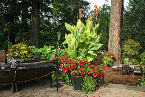 canna pretoria and begonia container Cana Lily, Shade Containers, Container Gardening Fruit, Canna Lilies, Flower Containers, Canna Lily, Patio Pots, Beautiful Home Designs, Terracotta Planter