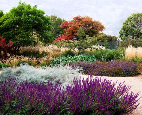 7 leading landscape designers reveal their favourite Australian natives. Give your garden a truly local feel! Australian Garden Design, Australian Natives, Australian Native Garden, Landscape Designers, Australian Garden, Australian Native Plants, Coastal Gardens, Garden Shrubs, Landscape Plans