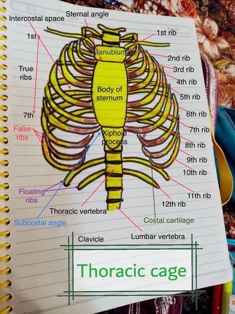 Skeletal System Anatomy Notes, Skeleton Notes, Skeletal System Anatomy, Thoracic Cage, Anatomy Notes, Radiology Student, Anatomy Bones, Study Aesthetics, Medical School Life