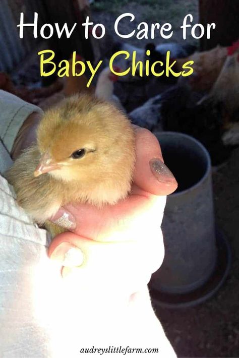 How to Care for Baby Chicks - Audrey's Little Farm Baby Chicks Raising, Raising Chicks, Baby Chicken, Backyard Chicken Coop Plans, Backyard Chicken Farming, Chicken Health, Raising Backyard Chickens, Chicken Garden, Keeping Chickens