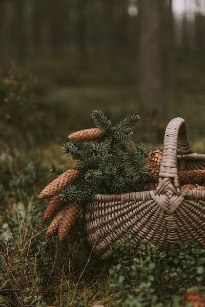 Winter Life Aesthetic, Free Life Aesthetic, Souls Aesthetic, Woodsy Aesthetic, Cozy Images, Winter Cottagecore, Autumn Cottagecore, Green Academia, Autumn Woods