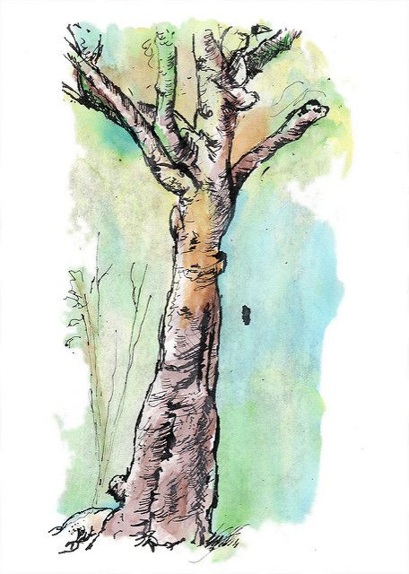 Original watercolor pen and ink drawing | Pen and ink drawin… | Flickr Pen Art Drawings, Watercolor Paintings Easy, Watercolor Paintings Tutorials, Watercolor Trees, Pen And Watercolor, Art Video, Watercolor Sketch, Ink Illustrations, Pen Art