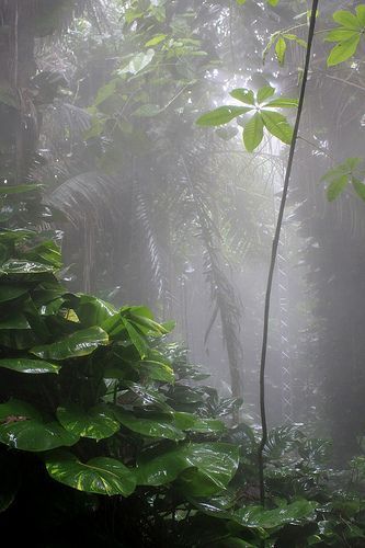 Rainforest Biome, I Love Rain, Douglas Adams, Rain Storm, Love Rain, Walking In The Rain, In The Jungle, Rain Photography, Dancing In The Rain