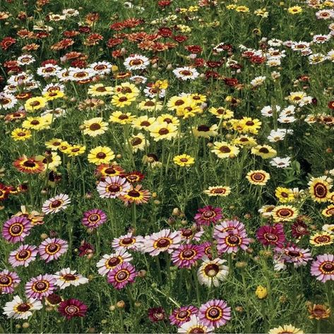 🌸🌞 Crazy Days of Summer Sale: Painted Daisy Mix Seeds – 50% Off! 🌞🌸 Brighten your garden with the cheerful Painted Daisy Mix! These stunning blooms come in a variety of brilliant colors, each with unique bull's-eye patterns. Easy to grow and re-seeding, these annuals will bring joy year after year. Perfect for attracting butterflies and bees, they thrive in full sun or partial shade and are resistant to deer and rabbits. Enjoy blooms from midsummer to fall. Grab this vibrant deal now! 🌼✨ ... Chrysanthemum Seeds, Painted Daisy, Meadow Garden, Two Flowers, Daisy Painting, Attract Pollinators, Plant Labels, Vegetable Seeds, Nothing But Flowers