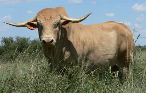 Cow Afrikaner Cattle, Liver Fluke, White Horns, Beef Farming, Cows And Calves, Cape Of Good Hope, Eye Infections, Scientific Experiment, Water Grass