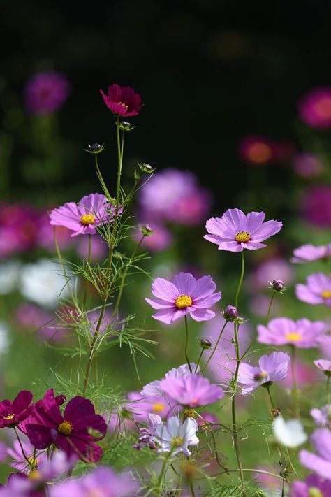 2018/10/17 cosmos (10) | mayumi k | Flickr Cosmos Leaves, Cosmos Jewelry, Purple Cosmos Flower, Wild Cosmos, Pink Cosmos Flowers, October Flower, Purple Cosmos, October Birth Flowers, October Flowers