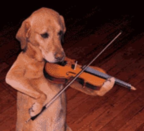 Community Post: Introducing... The Animal Orchestra! Cat With Violin, Violin Profile, Violin Pfp, Cat Playing Instrument, Animal Playing Instrument, Cats Playing Instruments, Violin Pictures, Violin Memes, Funny Violin