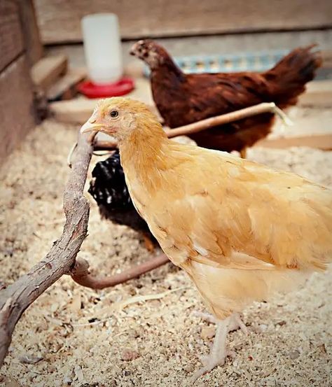 Feeding Chickens: What, How & How Much to Feed Chickens? What To Feed Chickens, Feed Chickens, Feeding Chickens, Layer Chicken, Chicken Eating, Raising Backyard Chickens, Homestead Living, Chicken Bones, Chicken Feed