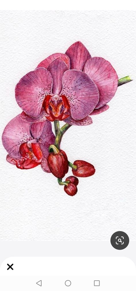 Orchids Drawing, Orchid Drawing, Orchids Painting, Orchid Tattoo, Floral Illustration, Flowers Watercolor, Painting Flowers, Art Pink, Flowers Art