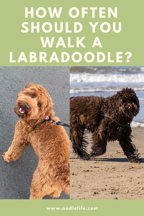 Mini Labradoodle, Labradoodle Mini, Mini Labradoodle Puppy, Labradoodle Grooming, Labradoodle Miniature, Double Doodle, Labradoodle Dogs, Labradoodle Puppy, Australian Labradoodle