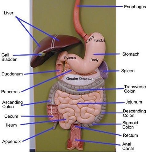 Medical Doctors Worldwide on Instagram: “Anatomy of the digestive system . . . . #anatomy #spleen #liver #colon #doctor” Digestive System Model, Digestive System Anatomy, Human Digestive System, Sistem Pencernaan, Human Body Organs, Basic Anatomy And Physiology, Medical Student Study, Nursing School Survival, Human Body Anatomy