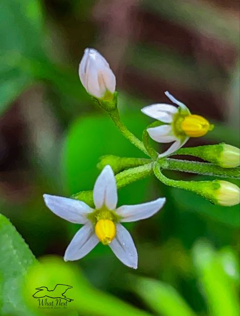 American black nightshade is a common plant around here, and I also thought that it was quite toxic to people. In my research for tonight’s blog post, I discovered that some folks actually do eat some of the subspecies. On the other hand, it’s great for a lot of wildlife. To see more photos and learn more see the post. Black Nightshade, Nightshade Plant, Moth Caterpillar, White Petals, Farm Field, Poisonous Plants, Wood Ducks, Types Of Soil, More Photos