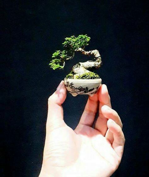 Bonsai Bonsai Mame, Bonsai Mini, Jade Bonsai, Bonsai Forest, Bonsai Techniques, Mame Bonsai, Indoor Bonsai Tree, Bonsai Styles, Mini Bonsai